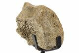 Fossil Hadrosaur Vertebra Section w/ Metal Stand - South Dakota #339873-2
